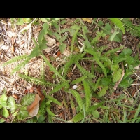 Achillee millefeuille (1)